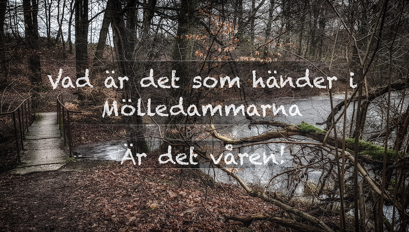 Mölledammarna – Underbar natur i vårsolen.