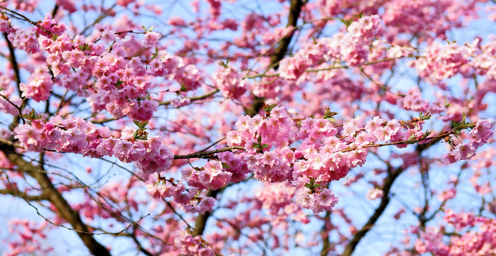 Japanska Körsbärsträd i Billesholm